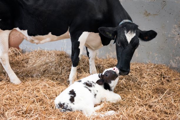 Newborn beef calf